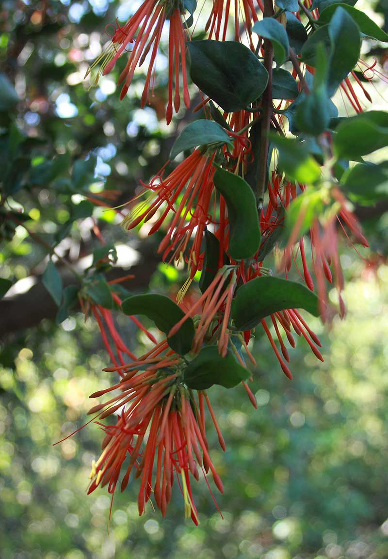 Entorno Casa Fischer 2