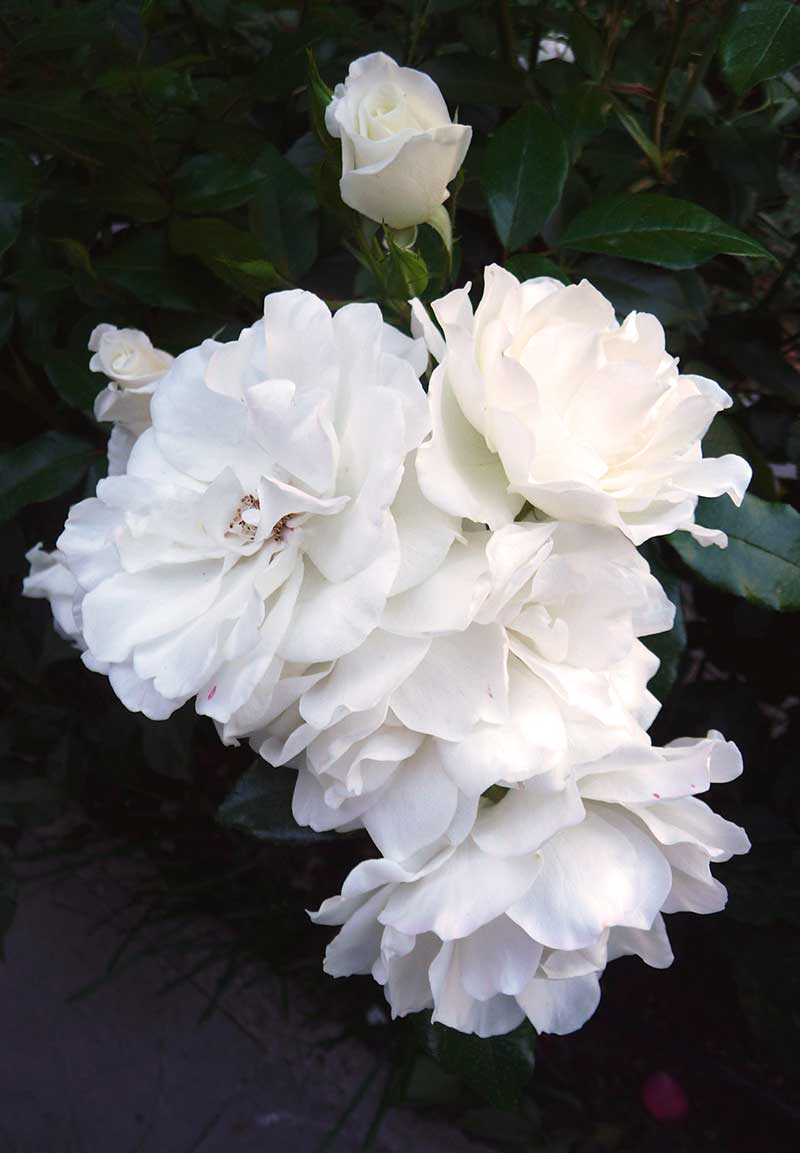 Entorno Casa Fischer 4