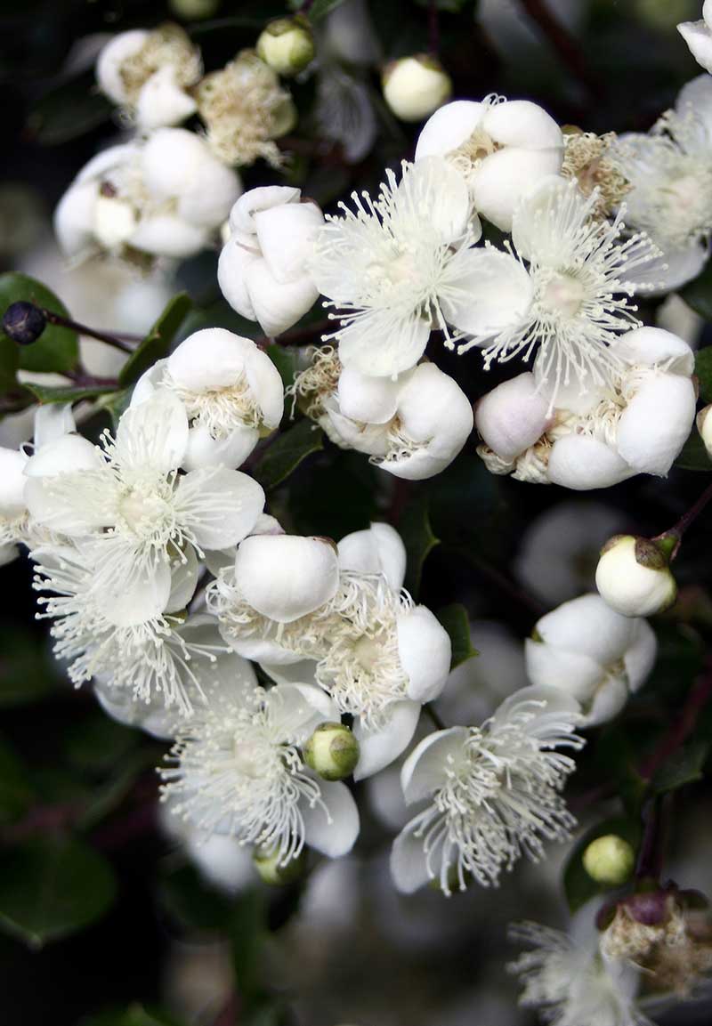 Entorno Casa Fischer 5