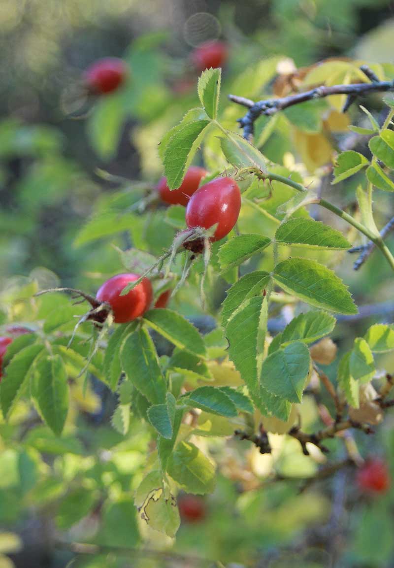 Entorno Casa Fischer 5